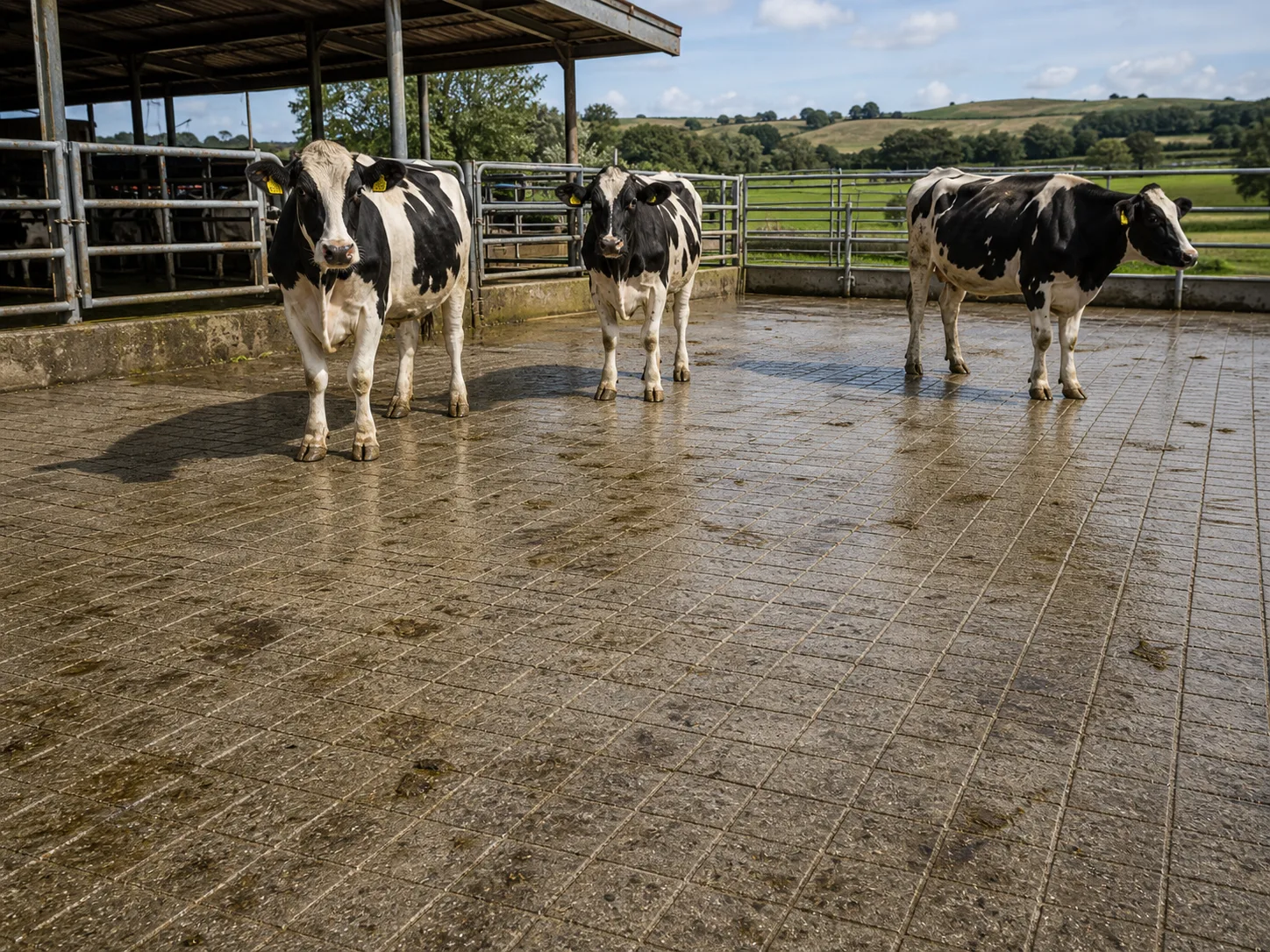 Dairy cows standing on a grooved concrete yard surface.